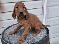 Kevin, a male Irish Setter for sale in Grabill, IN – Photo 8 of 9