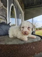 Kevin, a male Poodle - Toy  for sale in Grabill, IN – Photo 3 of 5