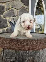 Kevin, a male Poodle - Toy  for sale in Grabill, IN – Photo 4 of 5