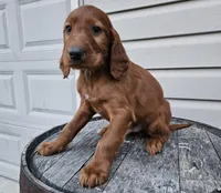 Kevin, a male Irish Setter for sale in Grabill, IN – Photo 7 of 9