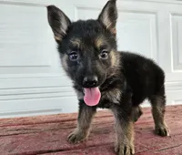 blaze, a male German Shepherd Dog for sale in Grabill, IN – 5 of 9