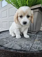 Kevin, a male Miniature Goldendoodle for sale in Grabill, IN – 7 of 10