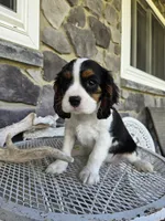 Sammy, a male Cavalier King Charles Spaniel for sale in Grabill, IN – 9 of 10