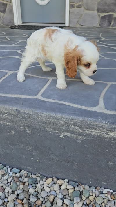 Belem, a male Cavalier King Charles Spaniel for sale in Grabill, IN – 9 of 9