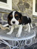 Sammy, a male Cavalier King Charles Spaniel for sale in Grabill, IN – 8 of 10