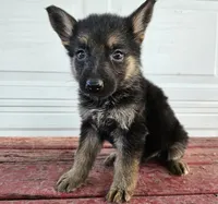 blaze, a male German Shepherd Dog for sale in Grabill, IN – 6 of 9