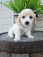 Kevin, a male Miniature Goldendoodle for sale in Grabill, IN – 5 of 10