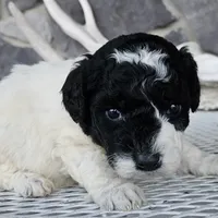 sally, a female Miniature Goldendoodle for sale in Grabill, IN – Photo 5 of 6
