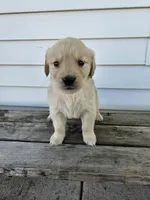 sally, a female English Cream Golden Retriever for sale in Grabill, IN – Photo 8 of 8