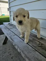 sally, a female English Cream Golden Retriever for sale in Grabill, IN – Photo 6 of 8