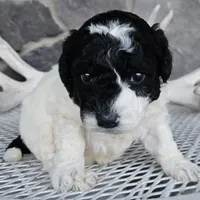 sally, a female Miniature Goldendoodle for sale in Grabill, IN – Photo 3 of 6