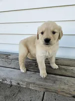 sally, a female English Cream Golden Retriever for sale in Grabill, IN – Photo 5 of 8