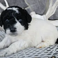sally, a female Miniature Goldendoodle for sale in Grabill, IN – Photo 2 of 6