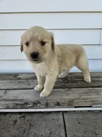 sally, a female English Cream Golden Retriever for sale in Grabill, IN – Photo 7 of 8