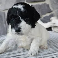 sally, a female Miniature Goldendoodle for sale in Grabill, IN – Photo 4 of 6