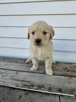 sally, a female English Cream Golden Retriever for sale in Grabill, IN – Photo 2 of 8