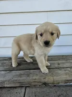 sally, a female English Cream Golden Retriever for sale in Grabill, IN – Photo 3 of 8