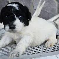 sally, a female Miniature Goldendoodle for sale in Grabill, IN – Photo 1 of 6