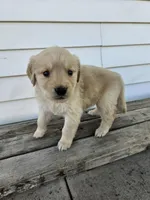 sally, a female English Cream Golden Retriever for sale in Grabill, IN – Photo 4 of 8
