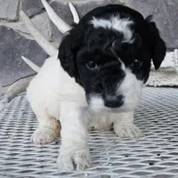 sally, a female Miniature Goldendoodle for sale in Grabill, IN – Photo 6 of 6