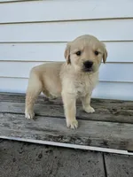 sally, a female English Cream Golden Retriever for sale in Grabill, IN – Photo 1 of 8