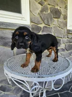 Tina, a female Cavalier King Charles Spaniel for sale in Grabill, IN – 9 of 10