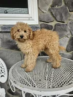 Rallfy, a male Goldendoodle for sale in Grabill, IN – 3 of 4
