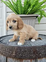 Benny, a male Miniature Goldendoodle for sale in Grabill, IN – 7 of 9