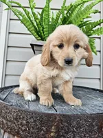 bill, a male Miniature Goldendoodle for sale in Grabill, IN – 7 of 9