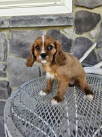 lateasha, a female Cavalier King Charles Spaniel for sale in Grabill, IN – 4 of 10