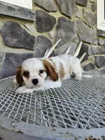 Belem, a male Cavalier King Charles Spaniel for sale in Grabill, IN – 8 of 9