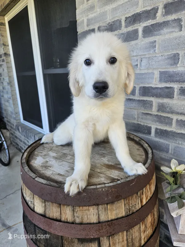 hank – English Cream Golden Retriever puppy for sale in Grabill, IN