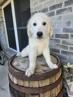 hank, a male English Cream Golden Retriever for sale in Grabill, IN – 1 of 9
