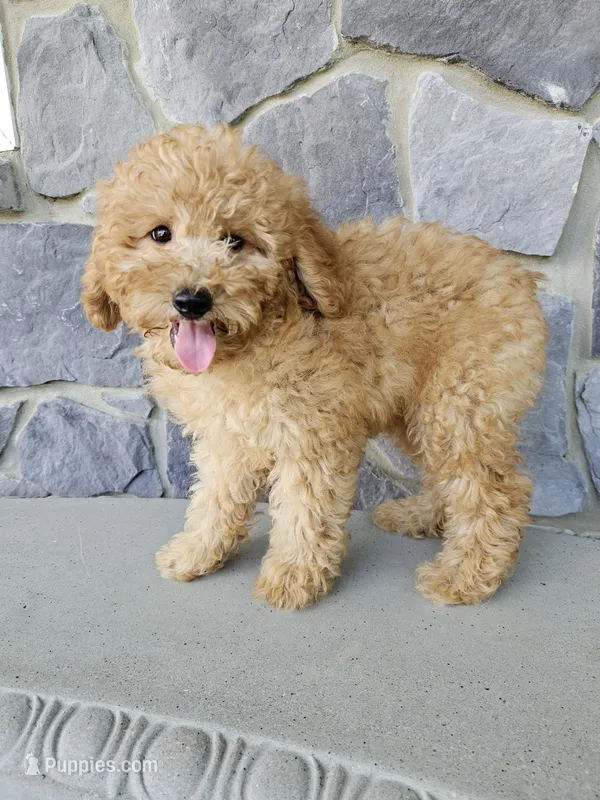 Ruffles  – Miniature Goldendoodle puppy for sale in Grabill, IN