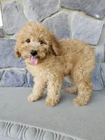 Ruffles , a male Miniature Goldendoodle for sale in Grabill, IN – 1 of 7