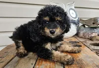 ace, a male Poodle - Toy  for sale in Grabill, IN – 7 of 10