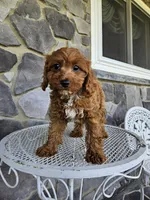 blaze, a male Cavapoo for sale in Grabill, IN – 9 of 10