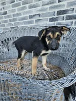 Sammy, a male German Shepherd Dog for sale in Grabill, IN – 6 of 9