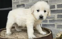 Clifford , a male English Cream Golden Retriever for sale in Grabill, IN – Photo 3 of 8