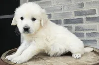 Clifford , a male English Cream Golden Retriever for sale in Grabill, IN – Photo 2 of 8