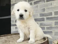 Clifford , a male English Cream Golden Retriever for sale in Grabill, IN – Photo 5 of 8