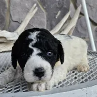 Buba, a male Siberian Husky for sale in Grabill, IN – Photo 3 of 6