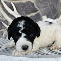 Buba, a male Siberian Husky for sale in Grabill, IN – Photo 2 of 6
