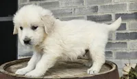 Clifford , a male English Cream Golden Retriever for sale in Grabill, IN – Photo 4 of 8
