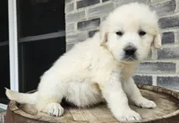 Clifford , a male English Cream Golden Retriever for sale in Grabill, IN – Photo 6 of 8