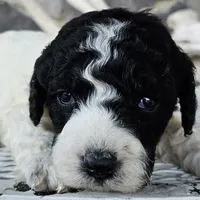 Buba, a male Siberian Husky for sale in Grabill, IN – Photo 4 of 6