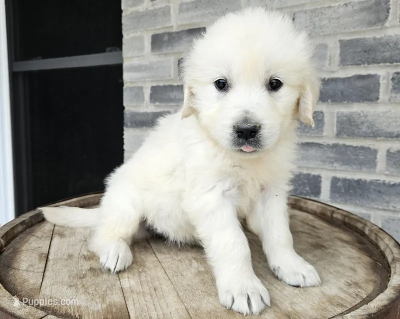 Clifford , a male English Cream Golden Retriever for sale in Grabill, IN – Photo 1 of 8