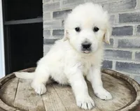 Clifford , a male English Cream Golden Retriever for sale in Grabill, IN – Photo 1 of 8