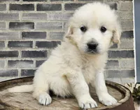 Clifford , a male English Cream Golden Retriever for sale in Grabill, IN – Photo 7 of 8