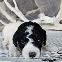 Buba, a male Siberian Husky for sale in Grabill, IN – Photo 5 of 6